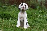 DOGUE ALLEMAND 235